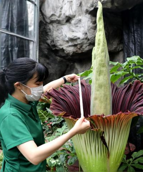 世界全类植物排名
