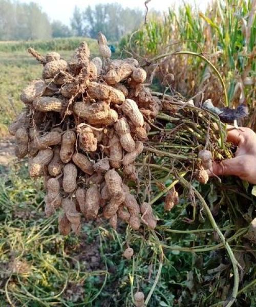 山东花生最新行情报告