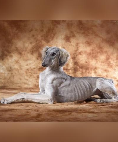 世界排名前八的猎犬品种