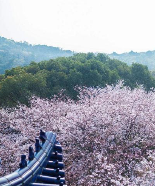 世界樱花谷排名